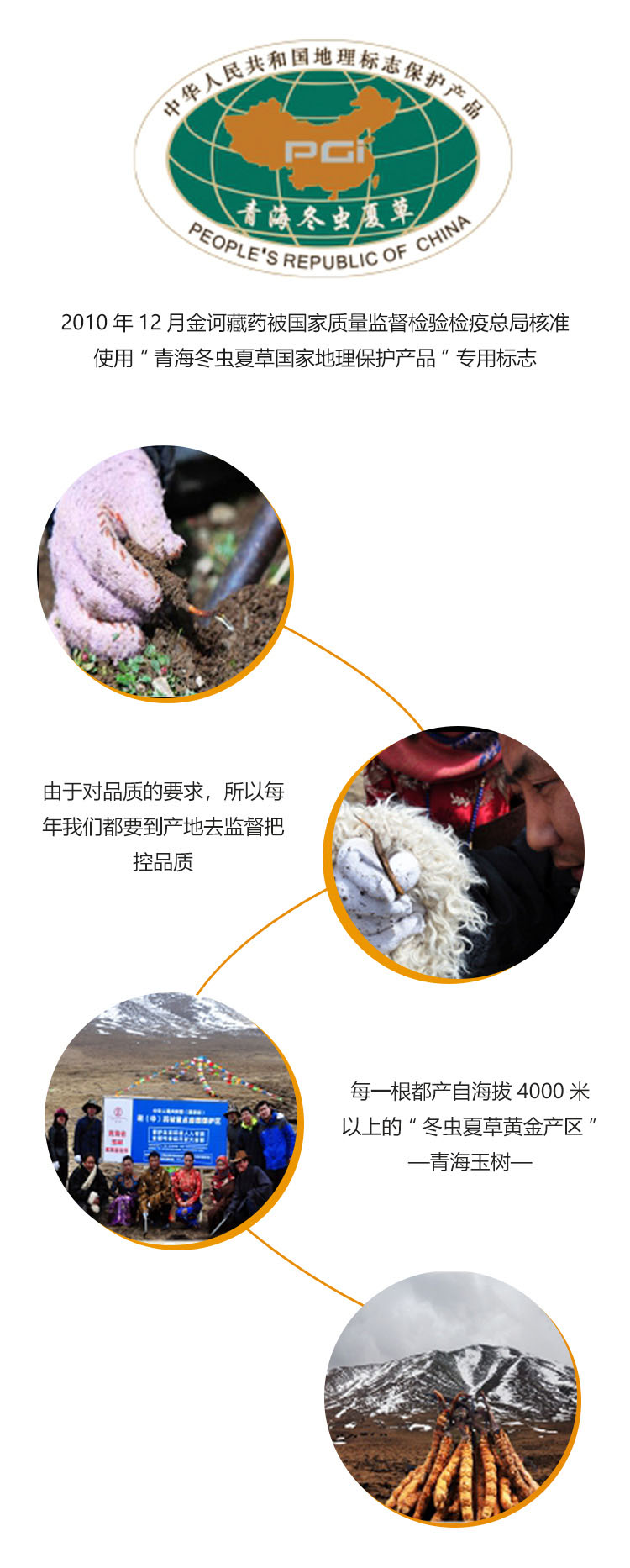 冬蟲夏草-詳情頁2_03.jpg